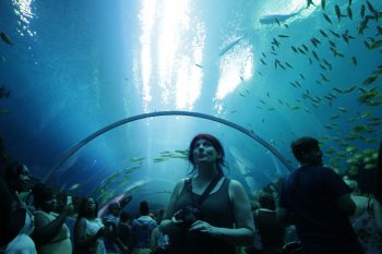 Georgia Aquarium 11