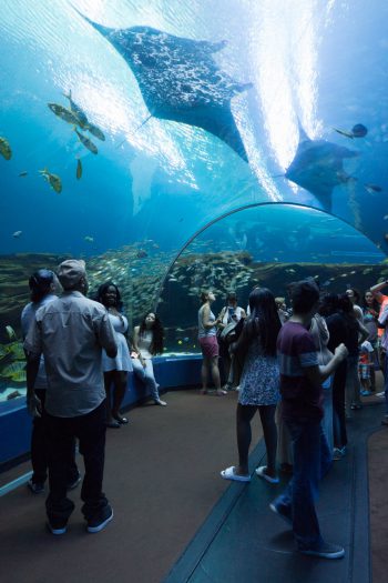 Georgia Aquarium 14