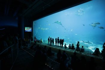 Georgia Aquarium 16