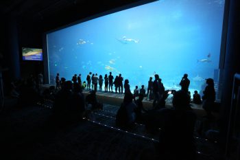 Georgia Aquarium 17