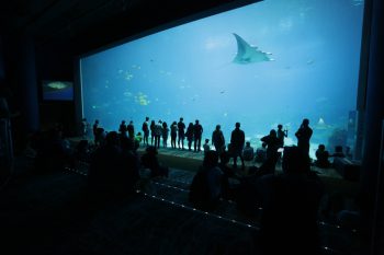 Georgia Aquarium 18