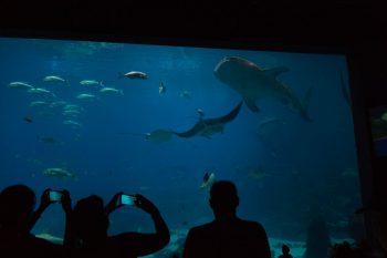 Georgia Aquarium 20