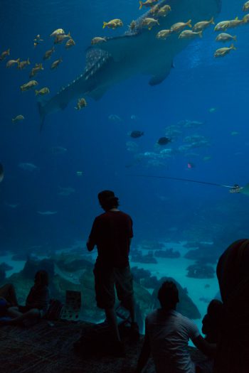 Georgia Aquarium 38